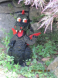 Drache Olli